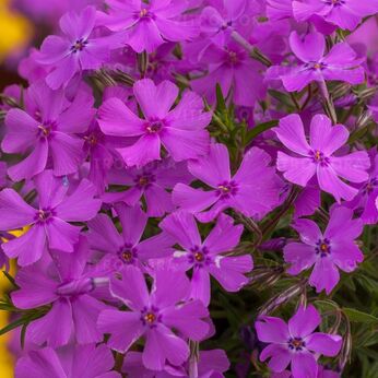 Spring® Purple