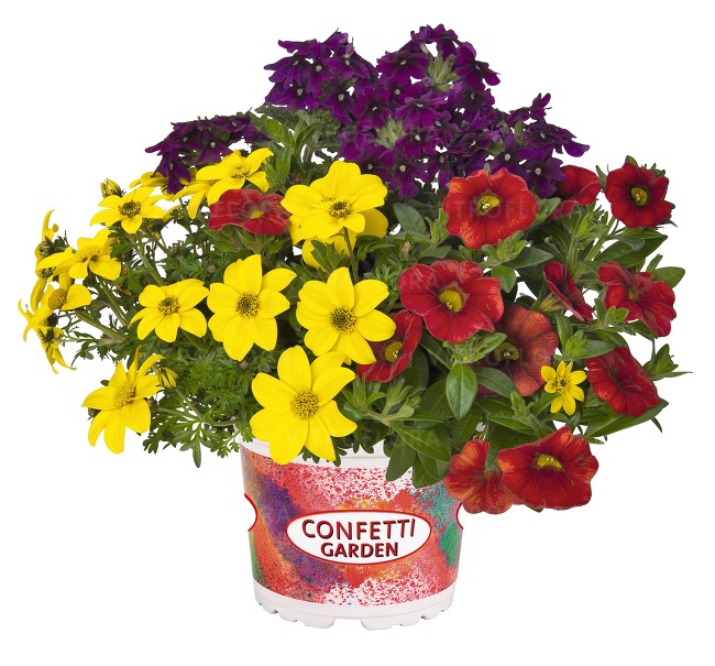 Rośliny rabatowe wiosenne 2019 Confetti Garden Vitroflora