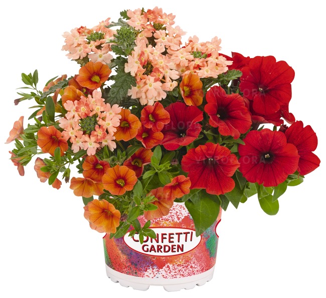 Rośliny rabatowe wiosenne 2019 Confetti Garden Vitroflora