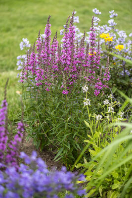 Lythrum Luminara™ Hot Pink