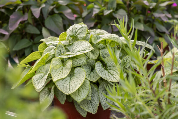 Brunnera Little Heart