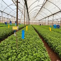 Zbiory sadzonek.
Zdjęcie: Dümmen Orange