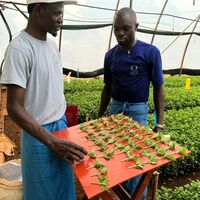 Kontrola jakości.
Zdjęcie: Dümmen Orange