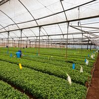 Zbiory sadzonek.
Zdjęcie: Dümmen Orange