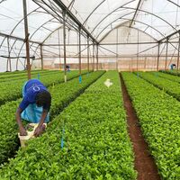 Zbiory sadzonek.
Zdjęcie: Dümmen Orange