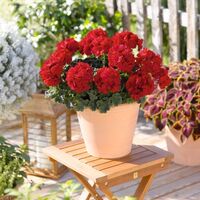 Savannah Tex Mexx Red