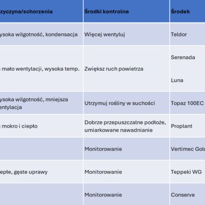 Choroby i szkodniki w uprawie chryzantemy