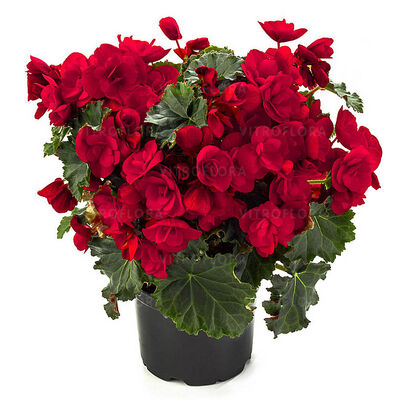 Vermillion Red