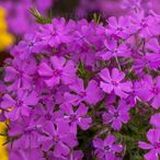 Spring® Purple