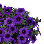 Bloomtastic Purple