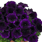 Potunia™ Plus Lilac Blue