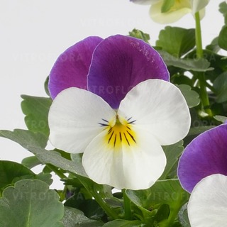 Cornet White Violet