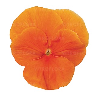 Cornet Deep Orange