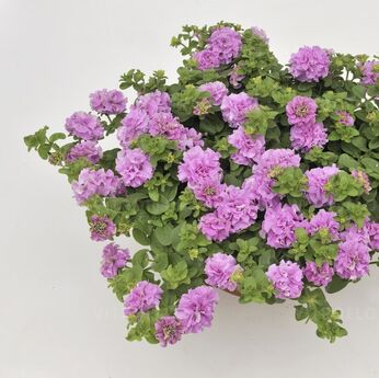 Surfinia Double Lilac