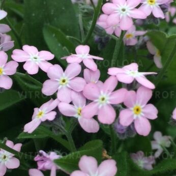Bellamy Pink