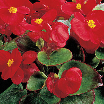 Ambassador Scarlet