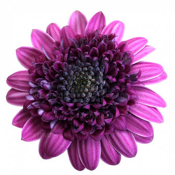 Senorita Double Pink
