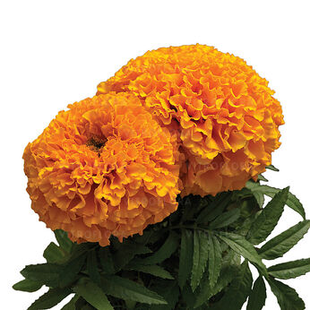 Proud Marie Orange