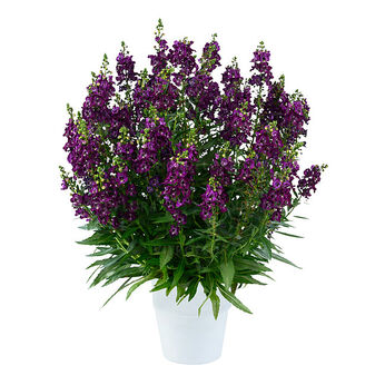 Alonia Big Grape