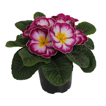 München Elcora Carmine (Megan)