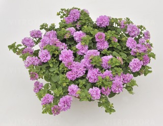 Surfinia Double Lilac