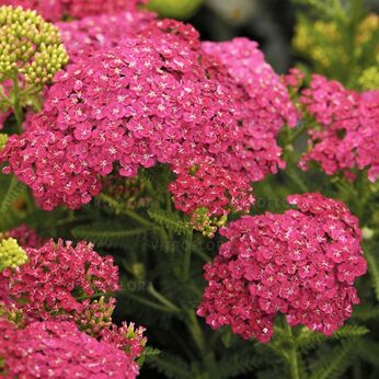Cerise Queen