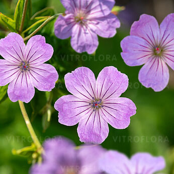 Geranium nodosum