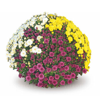 ChrysaTri Staviski 1