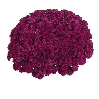 Lagoon Purple