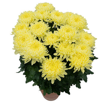 Agora Jaune