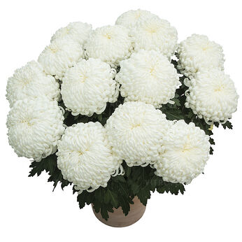 Antares Blanc