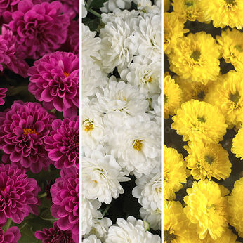 Skyfall® FloraSet