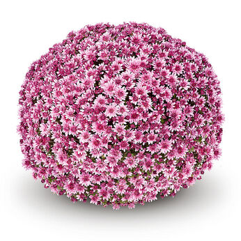 Penera Pink