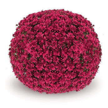 Penera Purple