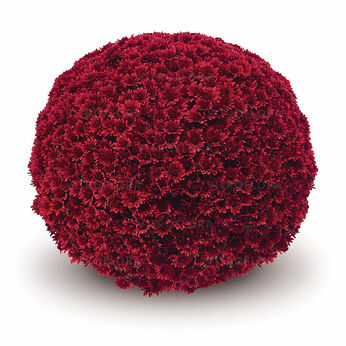 Penera Red