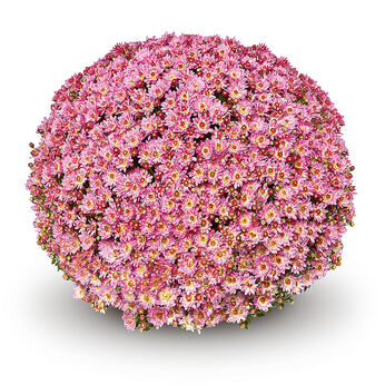 Pomax Appleblossom