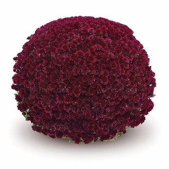 Pomax Purple