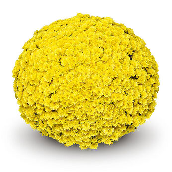 Pomax Yellow