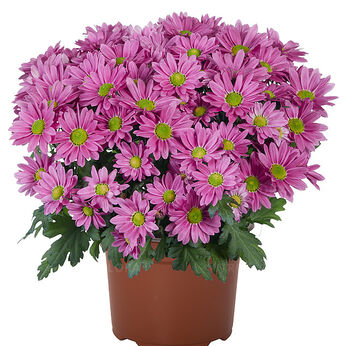 Swifty Dark Pink