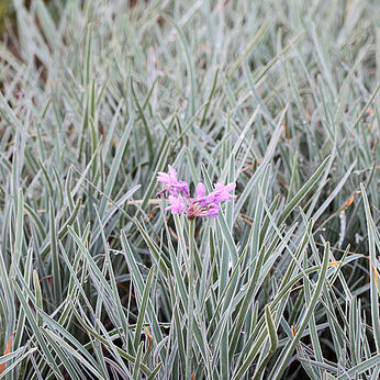 Variegata