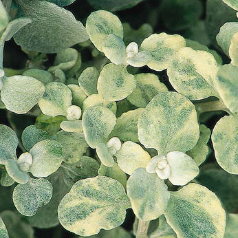 Variegata