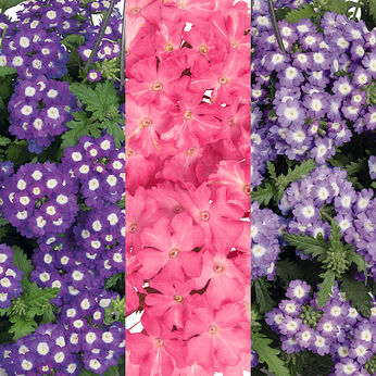 FloraSet Empress Sun 1 2027