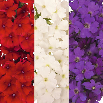 FloraSet Empress Sun 2