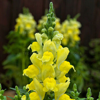 Candy Tops Yellow