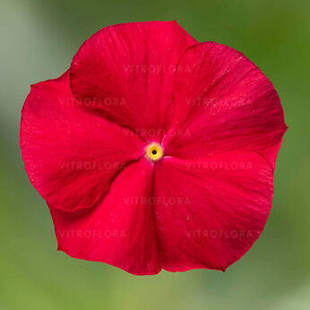 Cora XDR Red Glow