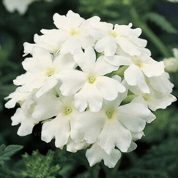 Obsession White