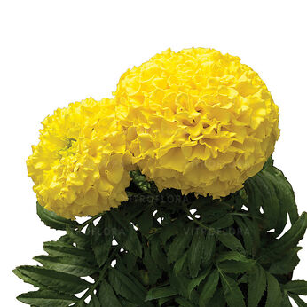 Proud Marie Yellow