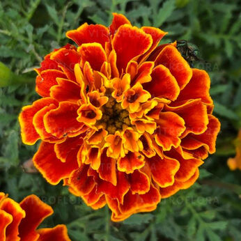 Super Hero Orange Flame