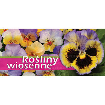 Baner - Rośliny wiosenne - Bratek