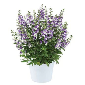 Alonia Big Bicolour Purple